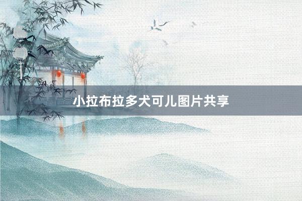 小拉布拉多犬可儿图片共享